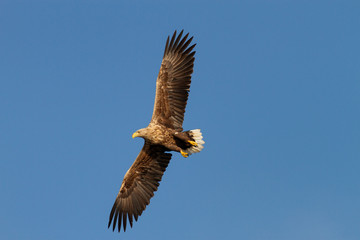 Obraz na płótnie Canvas White - tailed eagle in flight.