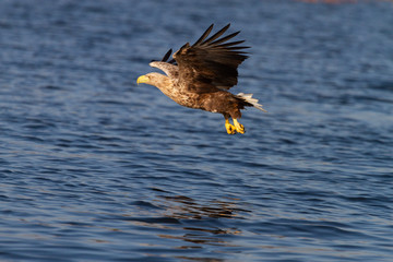 White - tailed eagle in flight.