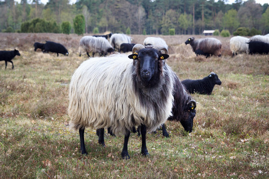 Moorland sheep Heidschnucke in L&uuml;neburg Heath near Undeloh and Wilsede, Germany