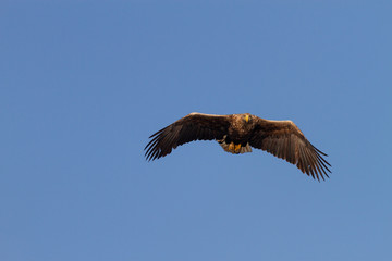 White - tailed eagle in flight.