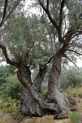 Fototapeta na wymiar Three olive trees