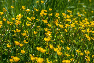 Forest buttercup on a flower meadow