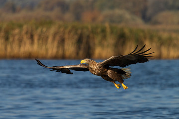 White - tailed eagle in flight.