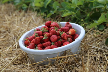Strawberries / Freshly picked strawberries
