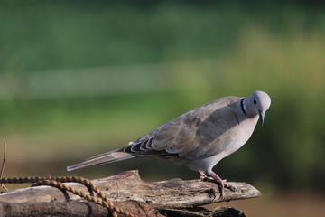 A Collared Dove (Stretopelia decaocto),india