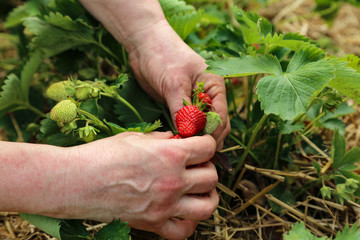 Naklejka na ściany i meble Strawberries / Freshly picked strawberries
