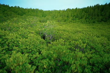 Fototapeta na wymiar Top view the golden mangrove tree field