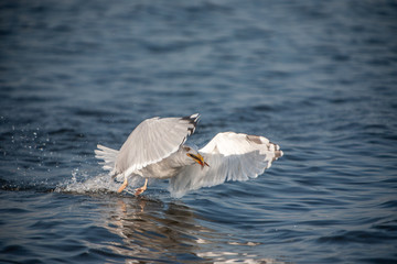 Seagull in flight with a fish in its beak.