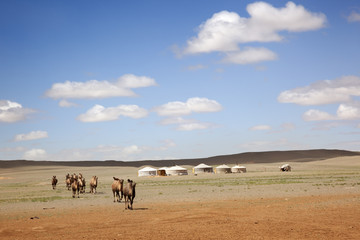 Camel Caravan