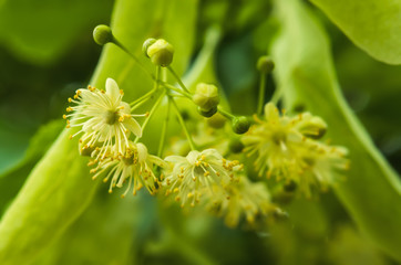 Largeleaf linden tree bloom in green macro detail