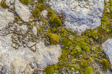stones and moss