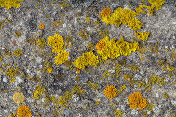 colorful lichen