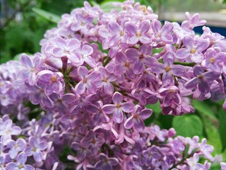 Spring flowering of lilacs