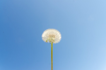 Obraz premium on the background of the Sunny sky dandelion