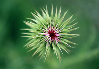 green background thistle