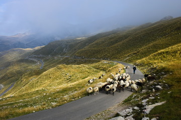 A shepherd shepherds sheep on a road in the mountains of Montenegro