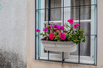 Fototapeta na wymiar Flower pot on a window in European city