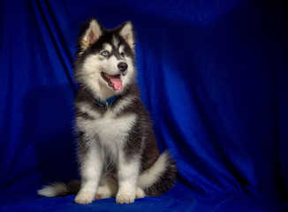 cute black siberian husky dog wooly coat puppy