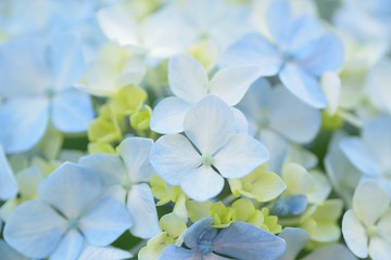 Macro details of blue hydrangea flowers in summer garden