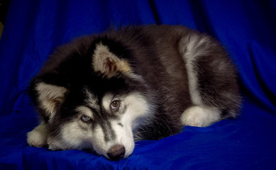 cute black siberian husky dog wooly coat puppy