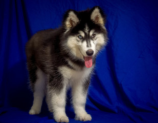 cute black siberian husky dog wooly coat puppy