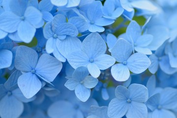 Fototapeta na wymiar Macro details of blue hydrangea flowers in summer garden