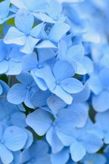 Macro details of blue hydrangea flowers in summer garden