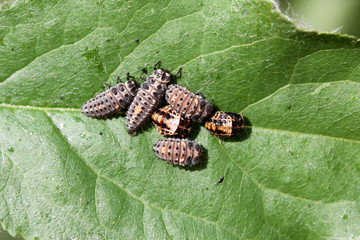 Larvae and pupae of Two-spot ladybird or Adalia bipunctata on green leaf © kazakovmaksim