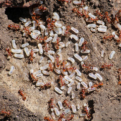 Colony of red ants from Myrmica genus with white larvae