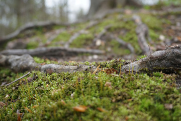 Close-up of green moss in spring with sticks, leaves and twigs on forest floor in Midwest, with trees in background