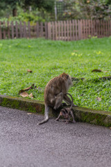 Monkey and baby monkey 