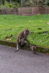 Monkey and baby monkey 