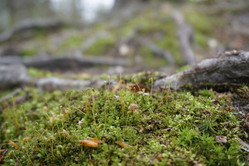 Green moss in spring with sticks, leaves and twigs on forest floor in Midwest