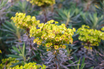 Euphorbia flowering evergreen plant in a garden.