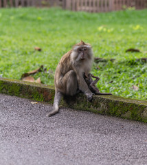 Monkey and baby monkey 