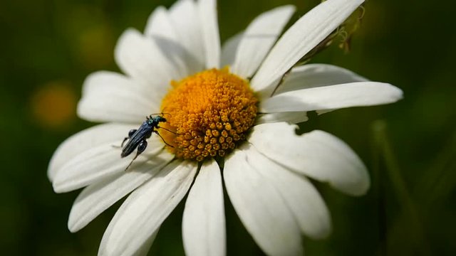 un insecte butine une marguerite