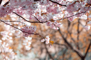 Branch of blooming sakura in warm tones. blur background