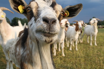 Neugierige Ziege schaut in die Kamera