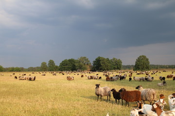 Neugierige Heidschnucken