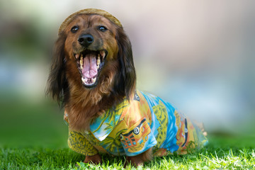 Saint-Petersburg, Russia - May 26, 2018: Happy brown long-haired ddachshund in costume in the park. blured background