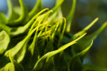 Sunflower bud