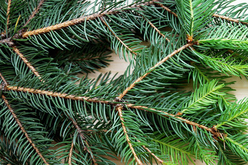 Pine branches background 