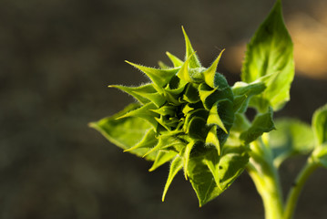 Sunflower bud