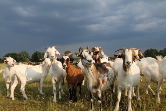 Neugierige Ziegenherde schaut interessiert