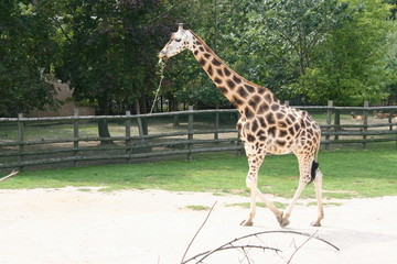 Obraz premium Giraffe at the zoo