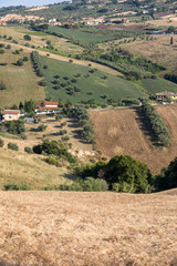 Fototapeta premium Panoramic view of olive groves and farms on rolling hills of Abruzzo