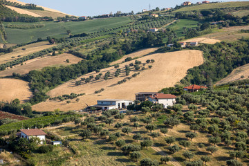 Panoramic view of olive groves and farms on rolling hills of Abruzzo
