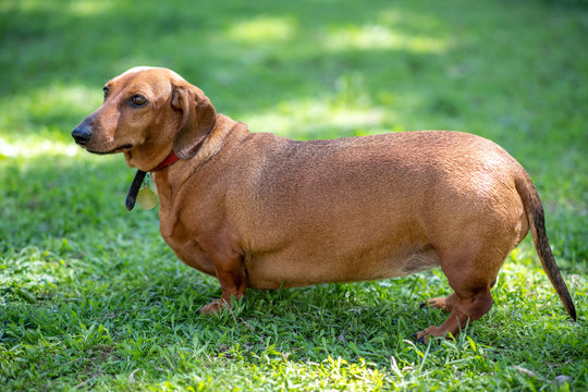 Fat short-haired dachshund standing on the grass