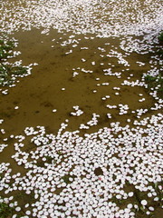 水面に浮かぶ桜の花びら