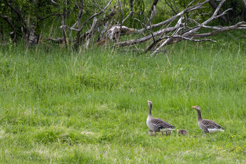 Gray lag goose with kids Northern Norway